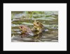 Fowler Frog by Anonymous
