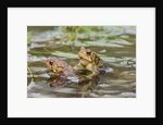 Fowler Frog by Anonymous