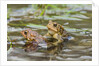 Fowler Frog by Anonymous