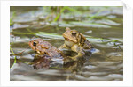 Fowler Frog by Anonymous