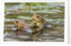 Fowler Frog by Anonymous