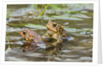 Fowler Frog by Anonymous