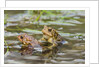 Fowler Frog by Anonymous