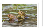 Fowler Frog by Anonymous