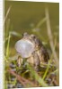 Fowler Frog by Anonymous