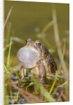 Fowler Frog by Anonymous