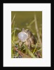 Fowler Frog by Anonymous