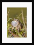 Fowler Frog by Anonymous