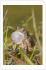 Fowler Frog by Anonymous