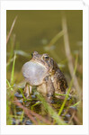 Fowler Frog by Anonymous