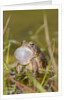 Fowler Frog by Anonymous
