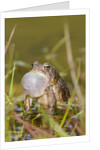 Fowler Frog by Anonymous