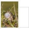 Fowler Frog by Anonymous