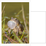 Fowler Frog by Anonymous