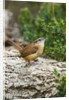 Carolina Wren by Anonymous
