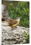 Carolina Wren by Anonymous