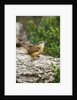 Carolina Wren by Anonymous