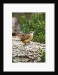 Carolina Wren by Anonymous