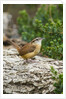 Carolina Wren by Anonymous