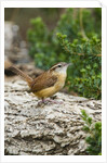Carolina Wren by Anonymous