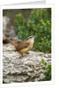 Carolina Wren by Anonymous