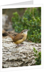 Carolina Wren by Anonymous