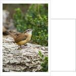 Carolina Wren by Anonymous