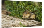 Eastern Chipmunk by Anonymous