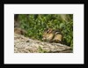 Eastern Chipmunk by Anonymous