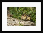 Eastern Chipmunk by Anonymous