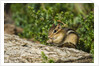 Eastern Chipmunk by Anonymous