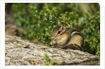 Eastern Chipmunk by Anonymous