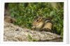 Eastern Chipmunk by Anonymous