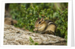 Eastern Chipmunk by Anonymous