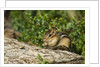 Eastern Chipmunk by Anonymous