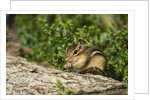 Eastern Chipmunk by Anonymous