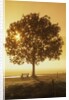 Sunrise and a tree by Anonymous