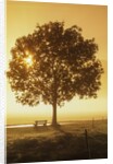 Sunrise and a tree by Anonymous