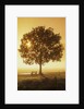 Sunrise and a tree by Anonymous