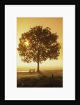 Sunrise and a tree by Anonymous