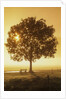 Sunrise and a tree by Anonymous