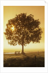 Sunrise and a tree by Anonymous