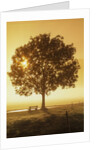 Sunrise and a tree by Anonymous