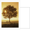 Sunrise and a tree by Anonymous