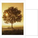 Sunrise and a tree by Anonymous