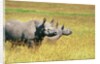 Rhino in Kenya by Anonymous