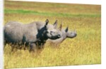 Rhino in Kenya by Anonymous