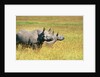 Rhino in Kenya by Anonymous