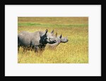 Rhino in Kenya by Anonymous