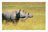 Rhino in Kenya by Anonymous